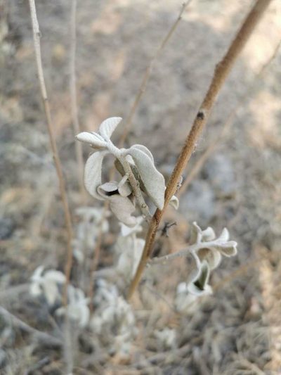 Croton adspersus, photographed by Juan Carlos Pérez Magaña