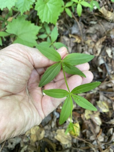 Trichogalium latifolium, photographed by Alan Weakley