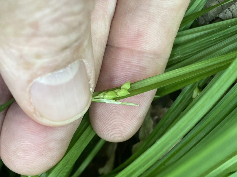 Carex cumberlandensis, photographed by Alan Weakley