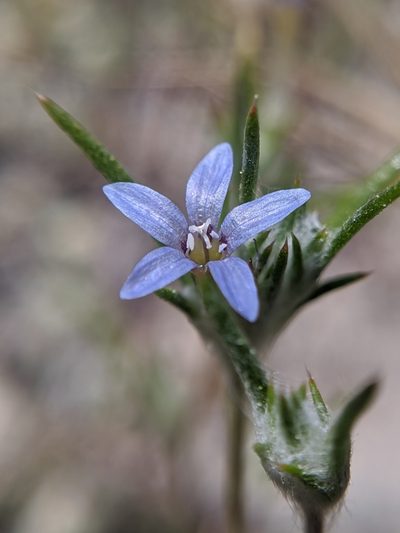 Eriastrum calocyanum, photographed by Alex Heyman