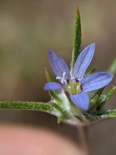Eriastrum calocyanum, photographed by Alex Heyman