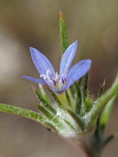 Eriastrum calocyanum, photographed by Alex Heyman