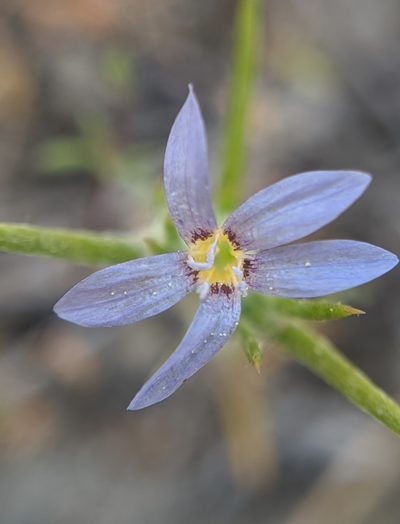 Eriastrum calocyanum, photographed by Alex Heyman