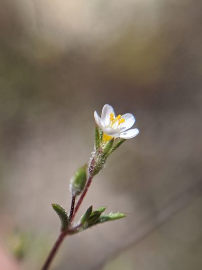 Leptosiphon pygmaeus, photographed by Alex Heyman