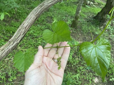 Vitis vulpina, photographed by Alan Weakley