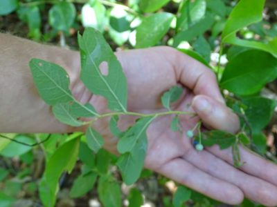 Gaylussacia tomentosa, photographed by Michael W Belitz