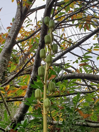 Cardiocrinum giganteum, photographed by Richard Davies