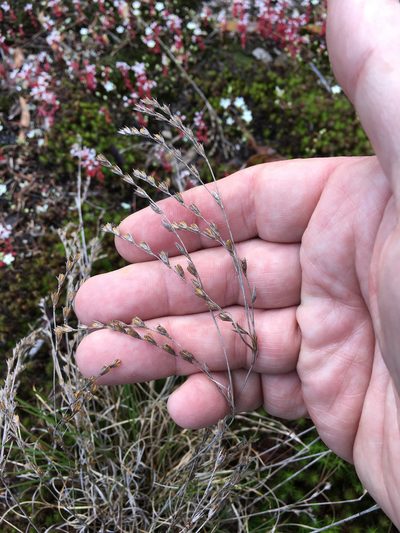 Juncus georgianus, photographed by Alan Weakley