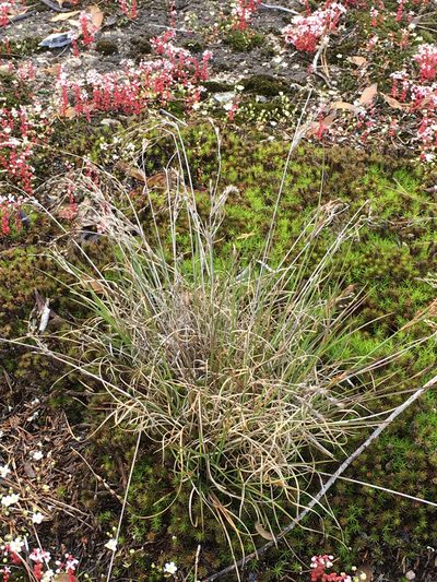 Juncus georgianus, photographed by Alan Weakley