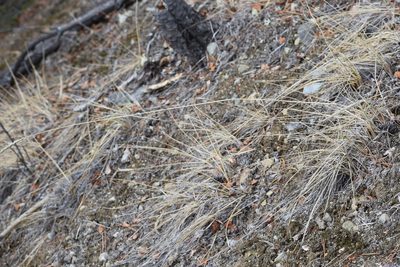 Calamagrostis purpurascens, photographed by Syd Cannings