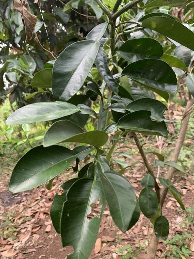 Citrus maxima, photographed by Vreni Gem O. Caasi