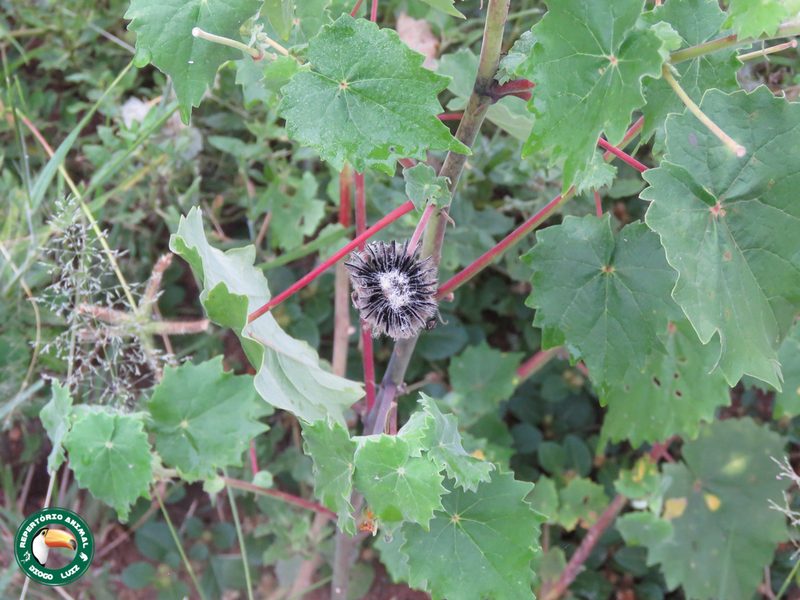 Abutilon grandiflorum, photographed by Diogo Luiz