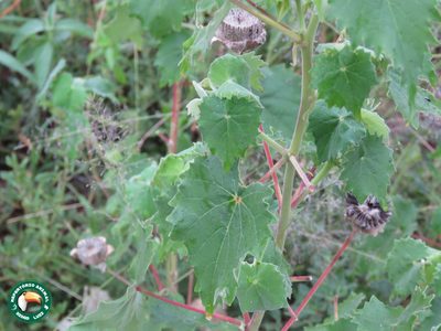 Abutilon grandiflorum, photographed by Diogo Luiz