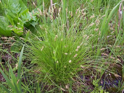 Carex prairea, photographed by Summit Metro Parks