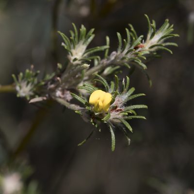 Phyllota pleurandroides, photographed by Kym Nicolson