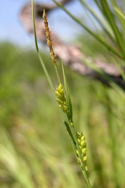 Carex tetanica, photographed by Summit Metro Parks