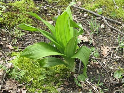 Melanthium woodii, photographed by Kaden Slone