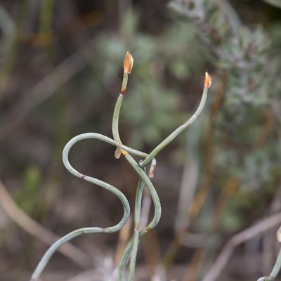 Lepidobolus drapetocoleus, photographed by Kym Nicolson