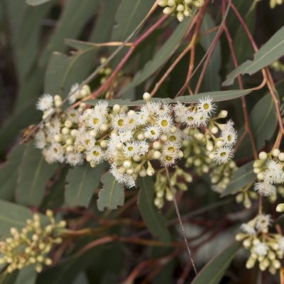 Eucalyptus fasciculosa, photographed by Kym Nicolson