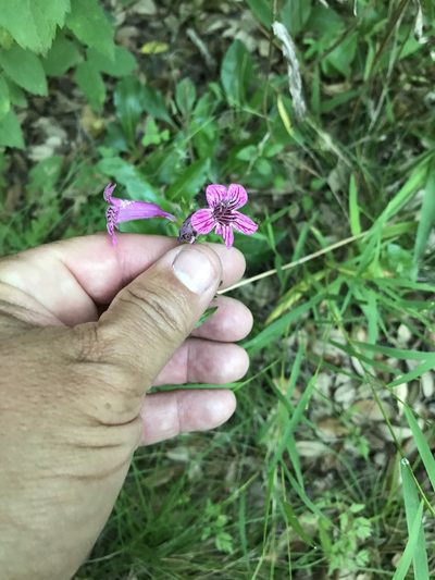 Penstemon triflorus, photographed by Craig Hensley