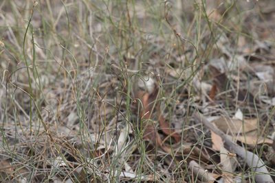 Lepidobolus drapetocoleus, photographed by Kym Nicolson