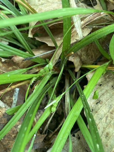 Carex cumberlandensis, photographed by Alan Weakley