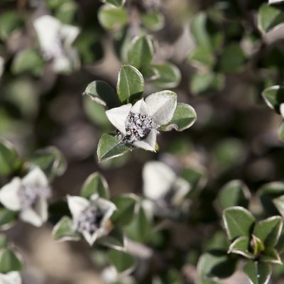 Cryptandra leucophracta, photographed by Kym Nicolson