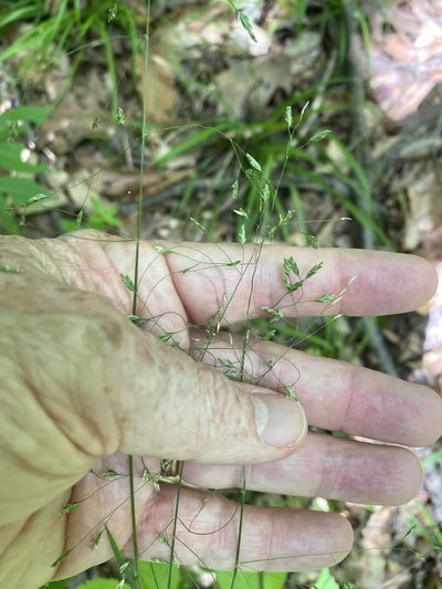 Poa autumnalis, photographed by Alan Weakley