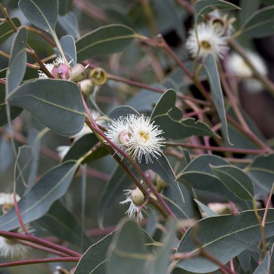 Eucalyptus cosmophylla, photographed by Kym Nicolson