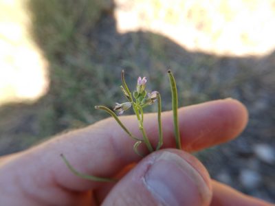 Streptanthus petiolaris, photographed by Cleveland Powell