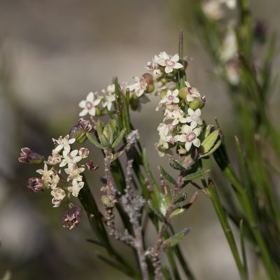 Platysace heterophylla, photographed by Kym Nicolson