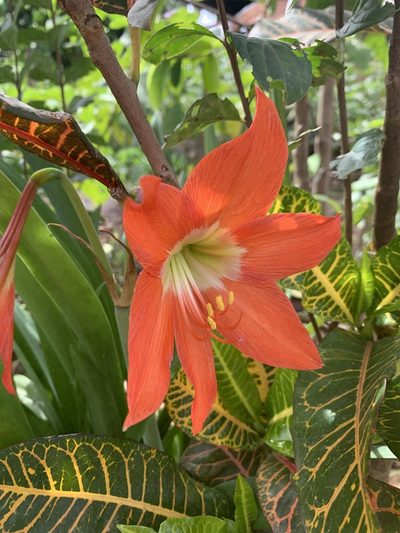 Hippeastrum reginae, photographed by Vreni Gem O. Caasi