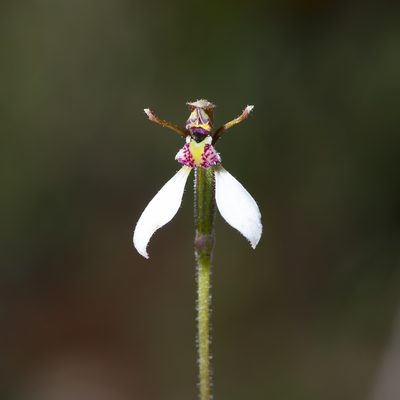 Eriochilus collinus, photographed by Kym Nicolson