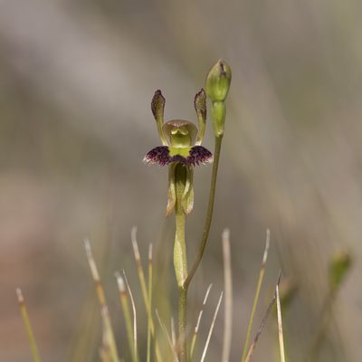 Leporella fimbriata, photographed by Kym Nicolson