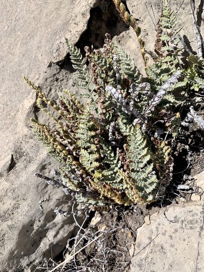 Myriopteris windhamii, photographed by CK2AZ