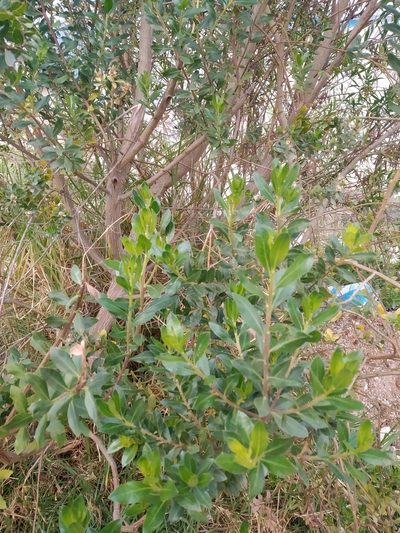 Baccharis lancifolia, photographed by ELOYJIMENEZ13