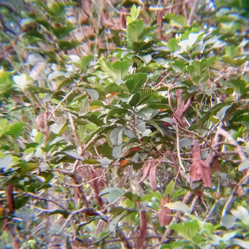 Inga spectabilis, photographed by Alison Guerra