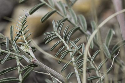 Astragalus flexuosus, photographed by Craig Martin