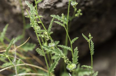 Tragia ramosa, photographed by Craig Martin