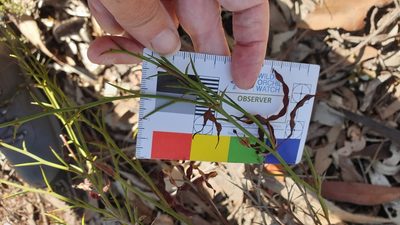 Acacia continua, photographed by Rosalie Lawrence