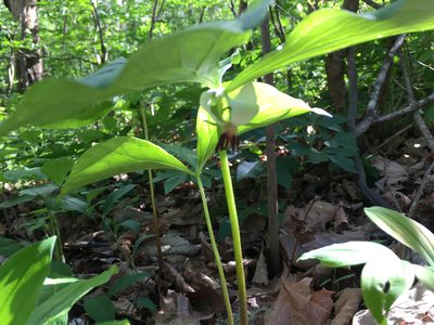 Trillium rugelii, photographed by Alan Weakley