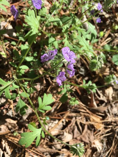 Phacelia maculata, photographed by Alan Weakley