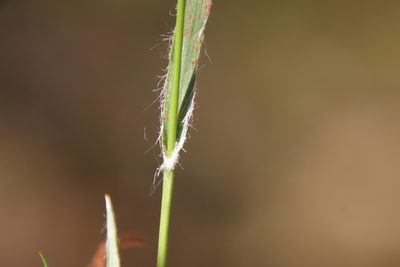 Luzula comosa, photographed by Millie Basden