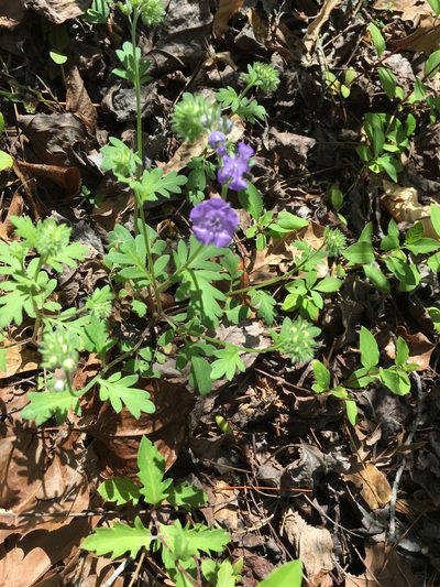 Phacelia maculata, photographed by Alan Weakley
