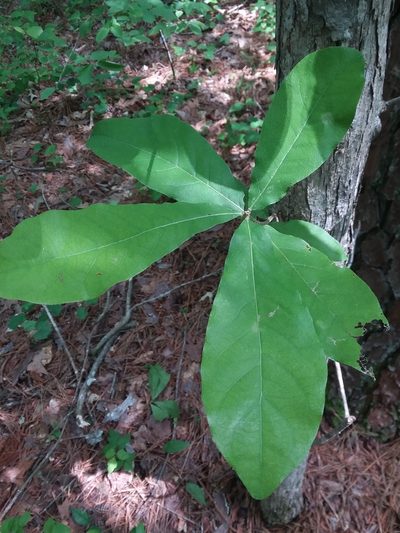 Quercus oglethorpensis, photographed by Will McFarland