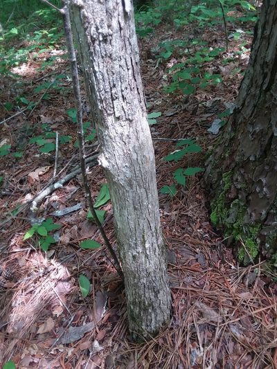 Quercus oglethorpensis, photographed by Will McFarland