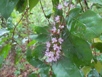 Hirtella racemosa, photographed by Martín Sánchez Vilchis