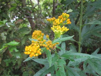Neurolaena lobata, photographed by Martín Sánchez Vilchis