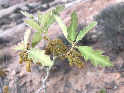 Quercus welshii, photographed by Robbie Hannawacker