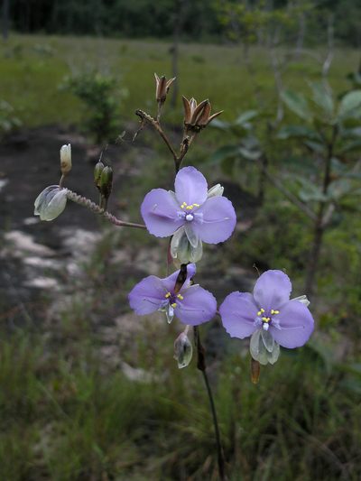 Murdannia macrocarpa, photographed by Oleg Kosterin